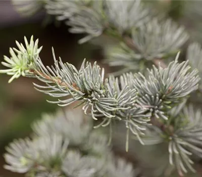 Cedrus atlantica 'Glauca'