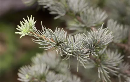 Cedrus atlantica 'Glauca'