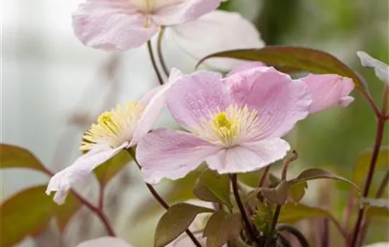 Clematis montana 'Mayleen'