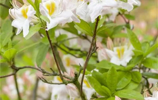 Rhododendron lut.'Persil'