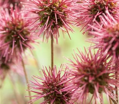 Acaena microphylla 'Kupferteppich'