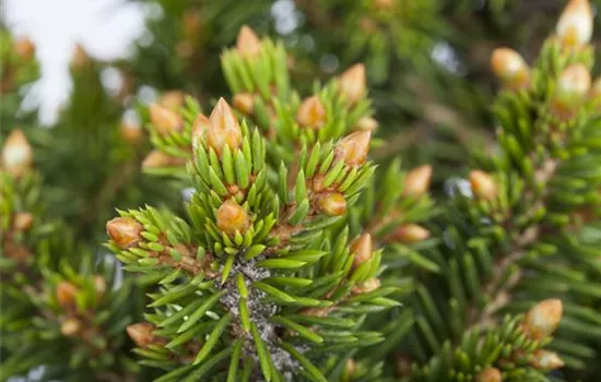 Picea abies 'Will's Zwerg'