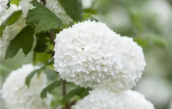 Viburnum opulus 'Roseum'