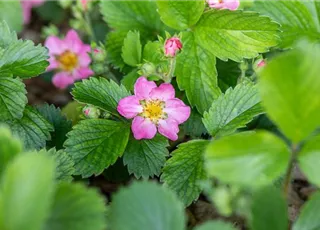 Fragaria vesca var. semperflorens 'Alexandria'®