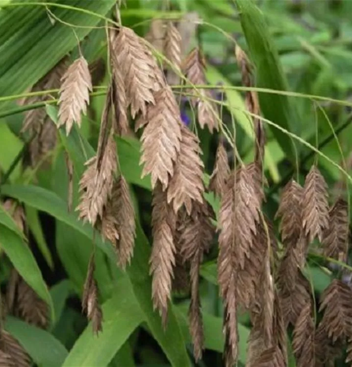 Plattährengras