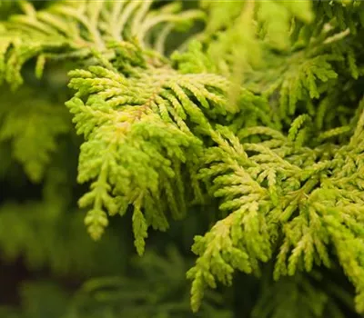 Chamaecyparis obtusa 'Fernspray Gold'