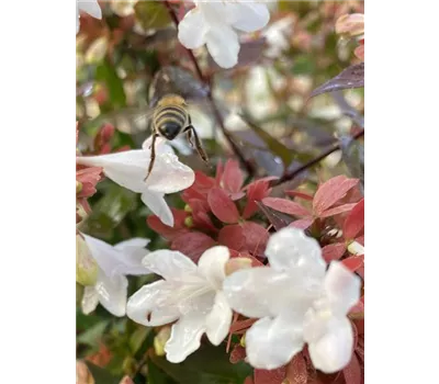 Abelia grandiflora 'Sherwood'