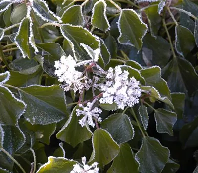 Hedera colchica 'Arborescens'