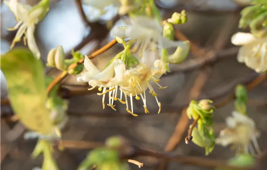 Lonicera purpusii 'Winter Beauty'