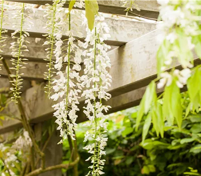 Wisteria floribunda 'Alba'