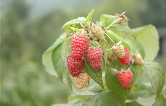 Rubus frut. x idae. 'Tayberry'