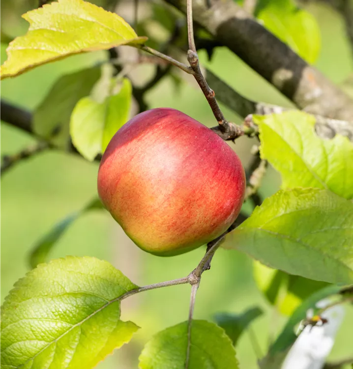 Apfel 'Discovery' früh