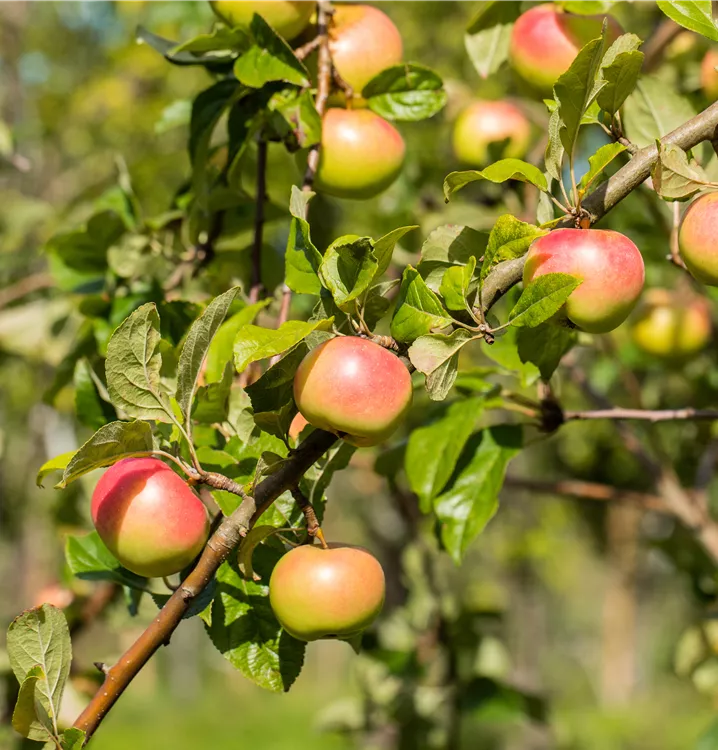 Apfel 'Jakob Fischer' mittel