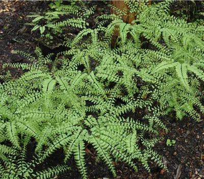 Adiantum pedatum