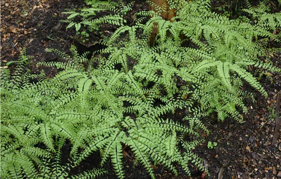 Adiantum pedatum