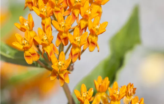 Asclepias tuberosa