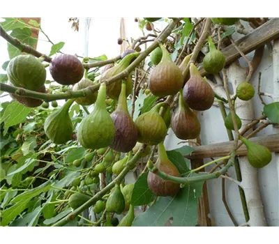 Ficus carica 'Bayernf. Violetta' -R- CAC