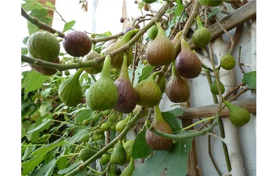 Ficus carica 'Bayernf. Violetta' -R- CAC