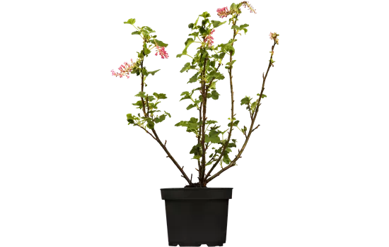 Ribes sanguineum 'Amore' -R-