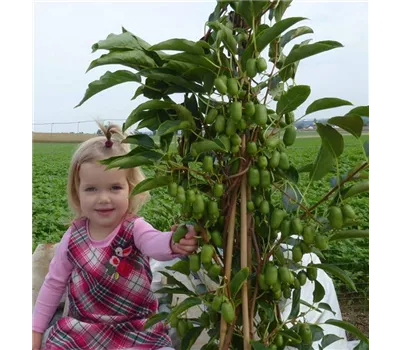 Actinidia arguta 'Julia'