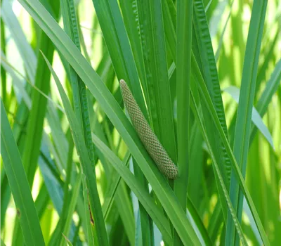 Acorus calamus