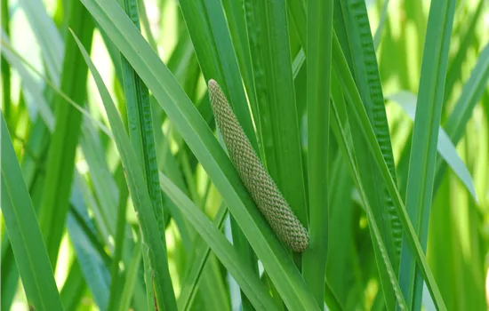 Acorus calamus