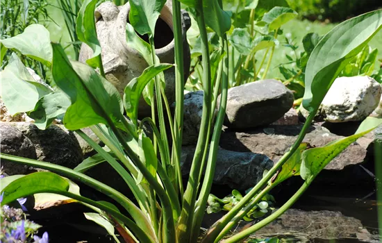 Alisma plantago-aquatica ssp.plant.-aquat.