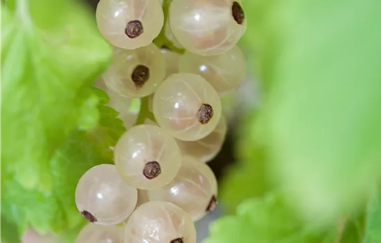 Ribes sativum 'Blanka' CAC