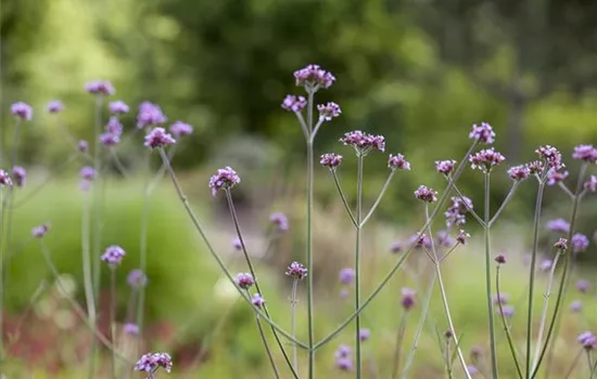 Verbena bonariensis