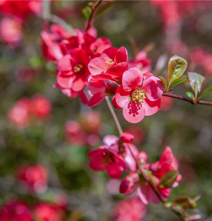 Hochwachsende Zierquitte 'Pink Storm' -R-