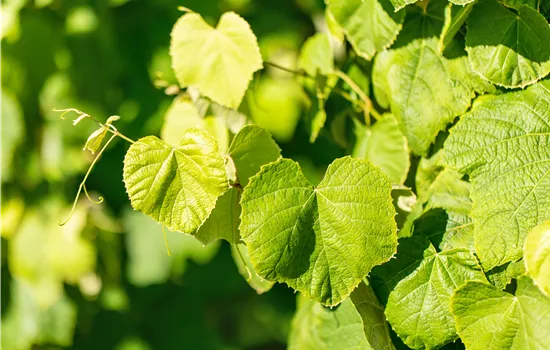 Vitis 'Erdbeertraube'