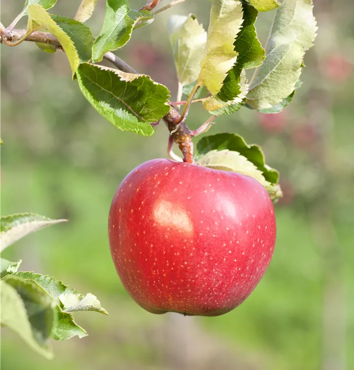 Apfel 'Alkmene' mittel