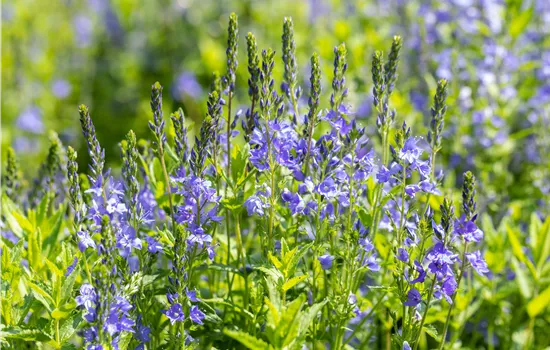 Veronica austriaca 'Knallblau'