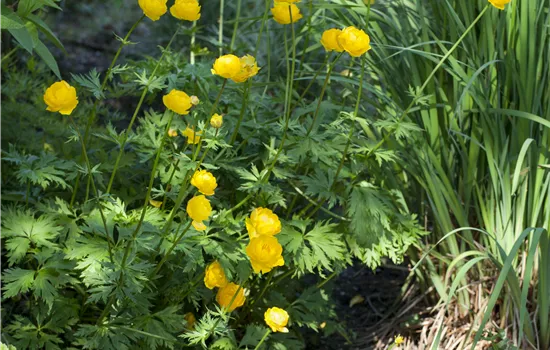 Trollius europaeus