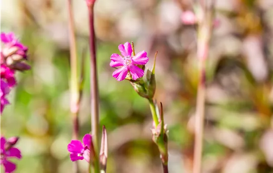 Lychnis viscaria 'Feuer'