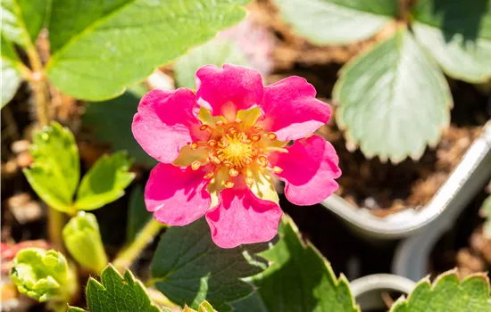 Fragaria vesca 'Rosea'