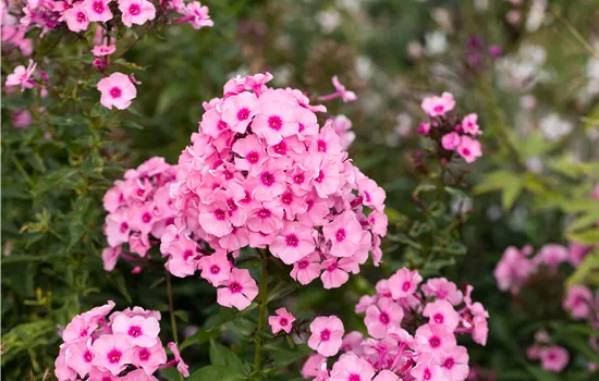 Phlox paniculata 'Herbstwalzer'