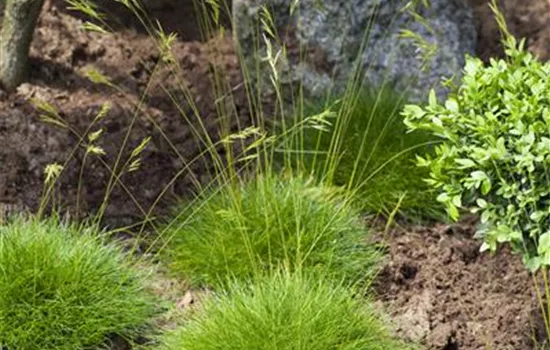 Festuca gautieri 'Pic Carlit'