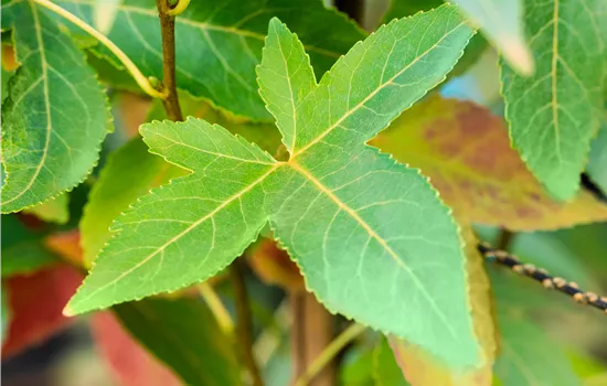 Liquidambar styraciflua 'Slender Silhouette'