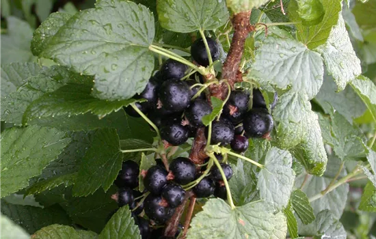 Ribes nigrum 'Titania' CAC