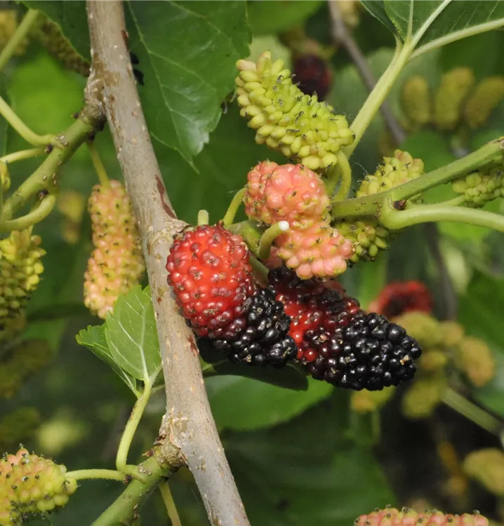 Schwarze Maulbeere