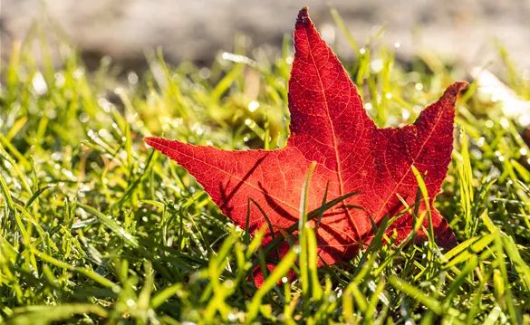 Herbstfärbung