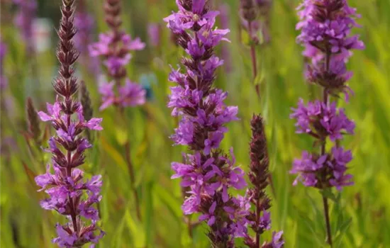 Lythrum salicaria 'Robert'