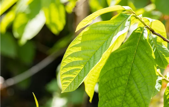 Asimina triloba 'Prima 1216'