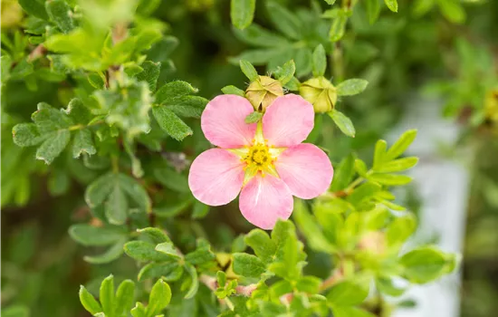 Potentilla fruticosa 'Lovely Pink' -R-