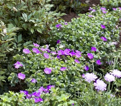 Geranium sanguineum 'Max Frei'