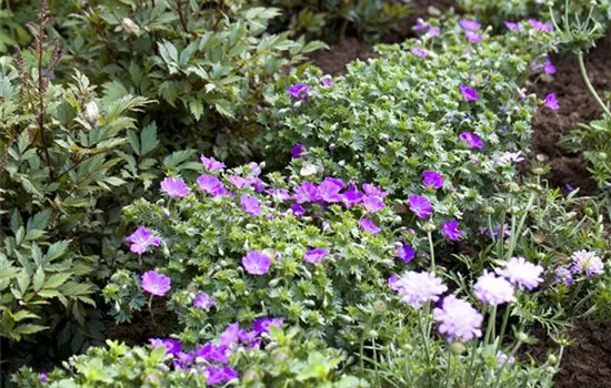 Geranium sanguineum 'Max Frei'