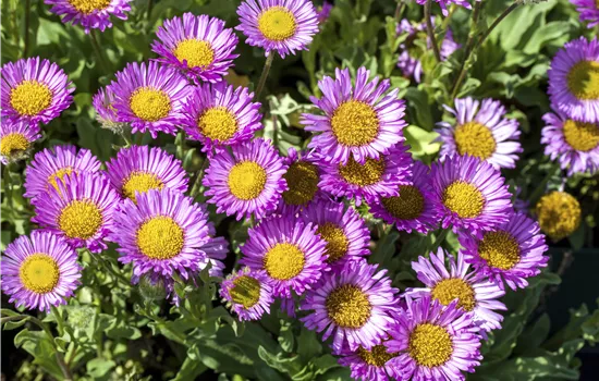 Erigeron glaucus 'Sea Breeze -R-'