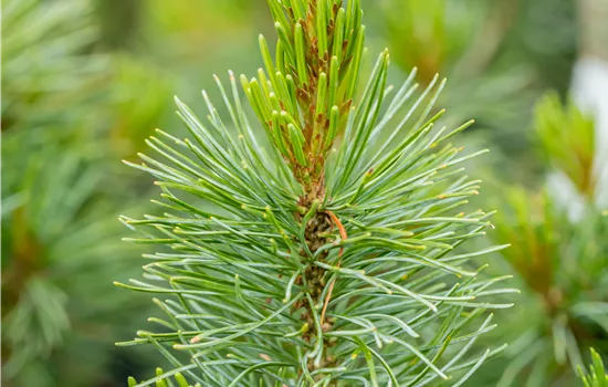 Pinus parviflora 'Blauer Engel'