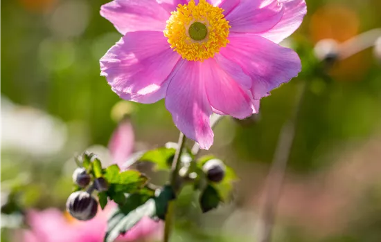 Anemone tomentosa 'Serenade'